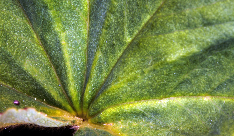 Rosacées - Alchemilla sp 2 - Savoie Galibier 2500 m red 4.jpg