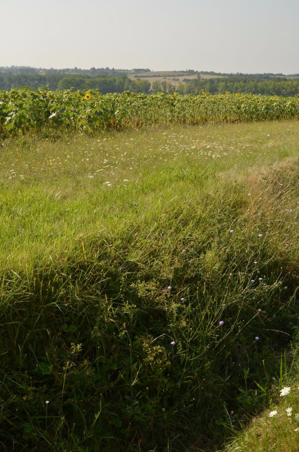 En Haute-Garonne.JPG