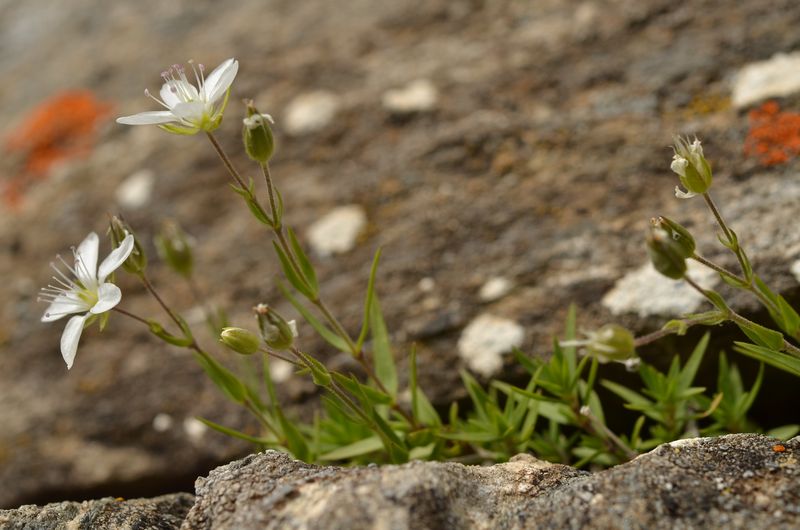 Minuartia rupestris clementei 2.JPG