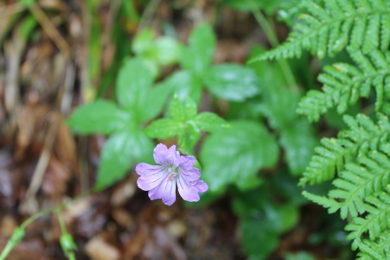 a col de la core Geranium nodosum  09-07 (57).JPG