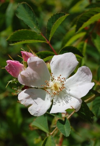 Rosa canina [640x480].jpg