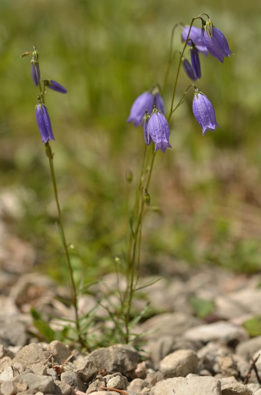 Campanula caespitosa (3).JPG