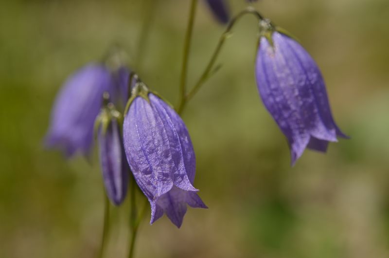 Campanula caespitosa (12).JPG