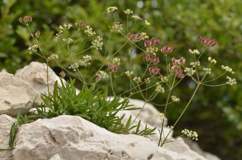 Laserpitium peucedanoides (2).JPG