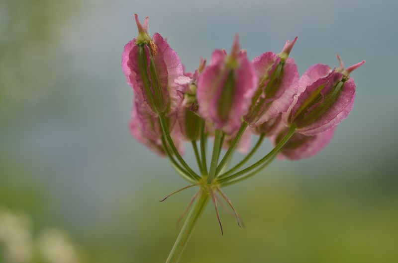 Laserpitium peucedanoides (9).JPG