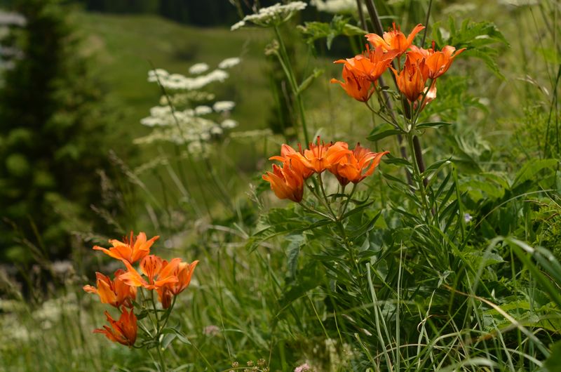 Lilium bulbiferum (2).JPG