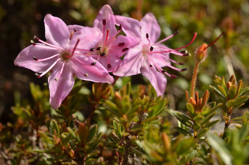 Rhodothamnus chamaecistis (3).JPG