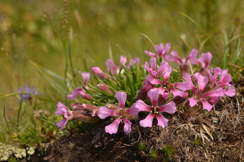 Saponaria pumila (6).JPG