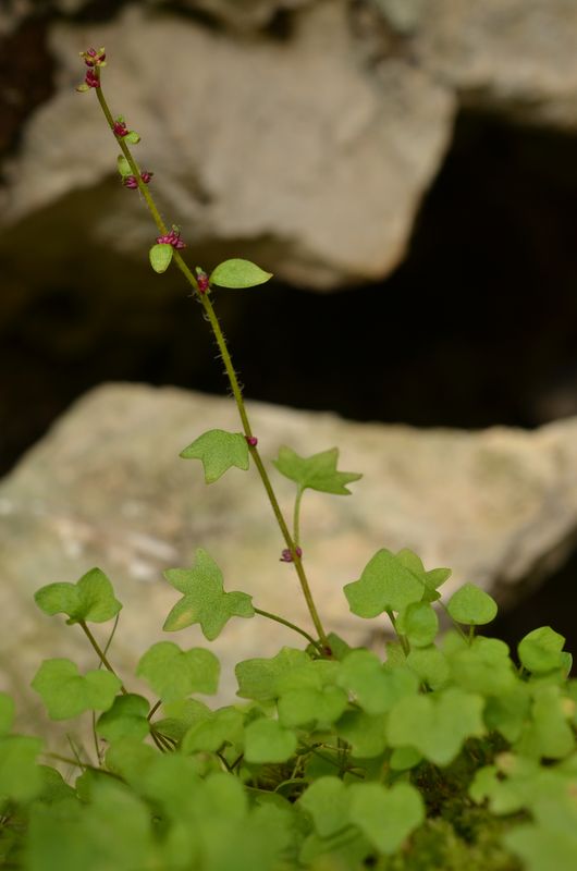 Saxifraga cernua (2).JPG