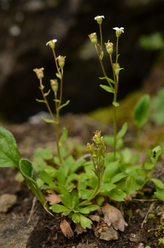 Saxifraga depressa (3).JPG