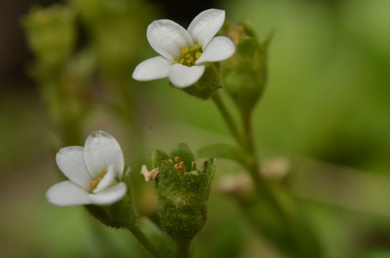 Saxifraga depressa (7).JPG