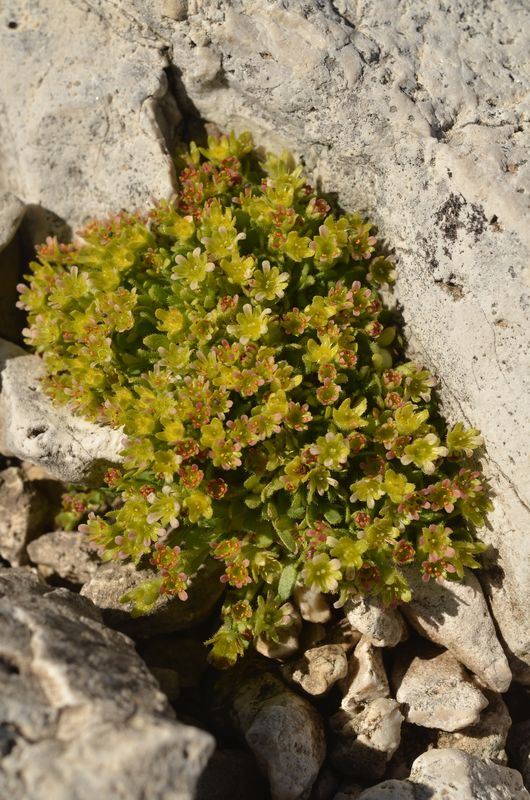 Saxifraga facchinii (1).JPG