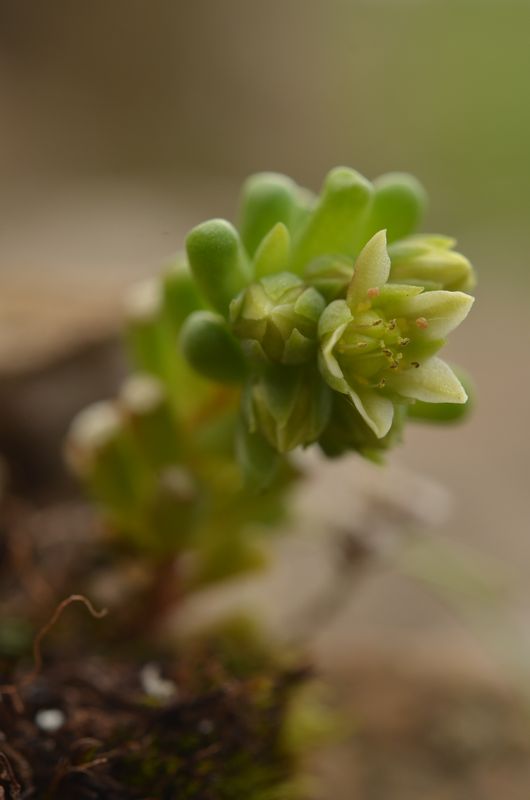 Sedum atratum carinthiacum (1).JPG