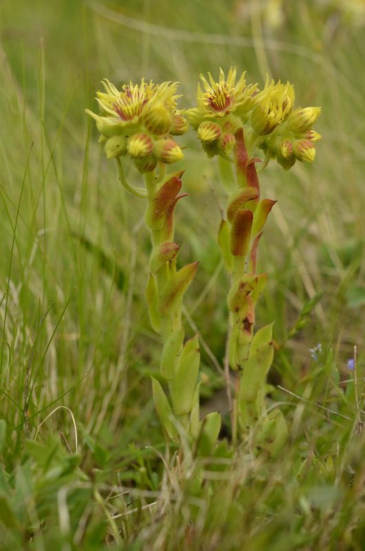 Sempervivum wulfenii (2).JPG