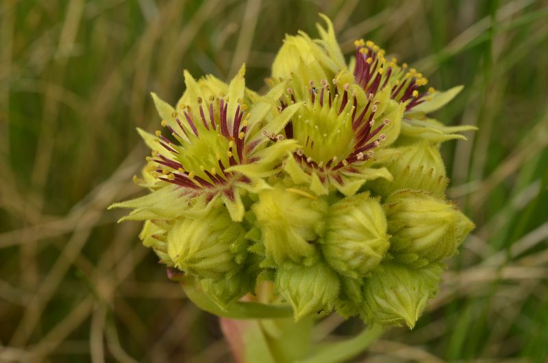 Sempervivum wulfenii (6).JPG