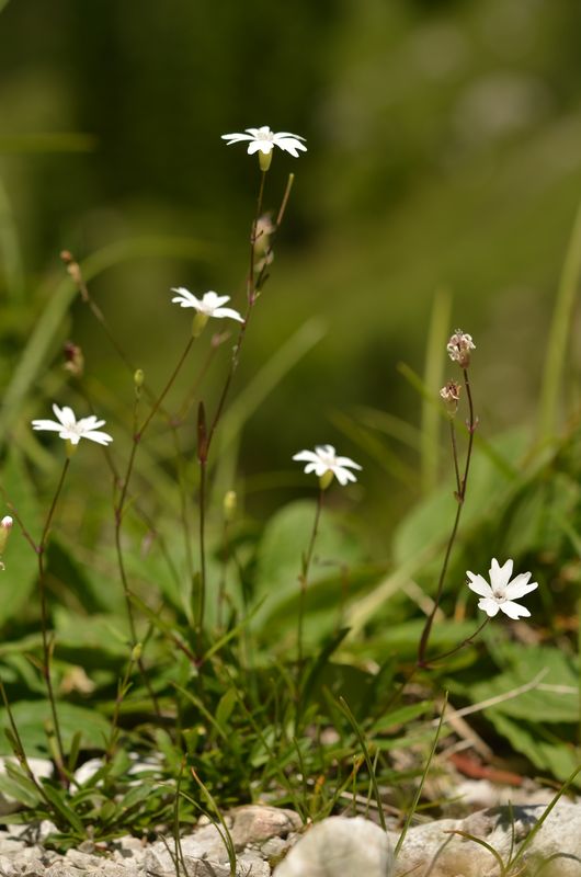 Silene alpestris (4).JPG