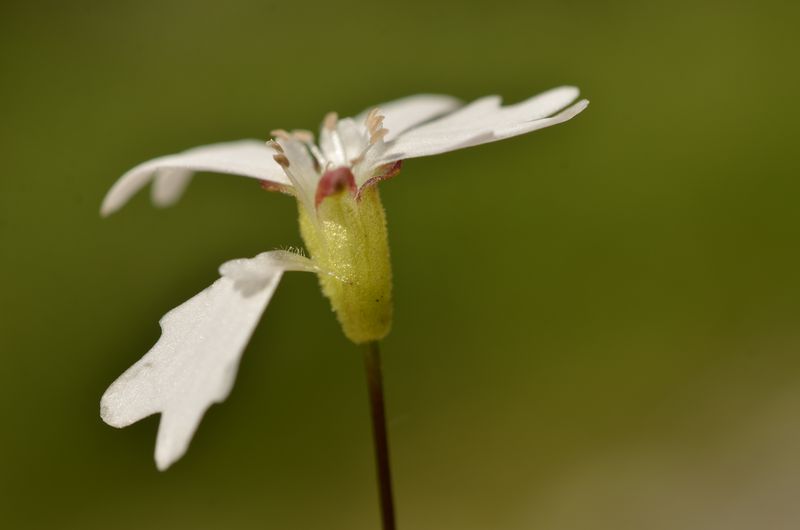 Silene alpestris (8).JPG