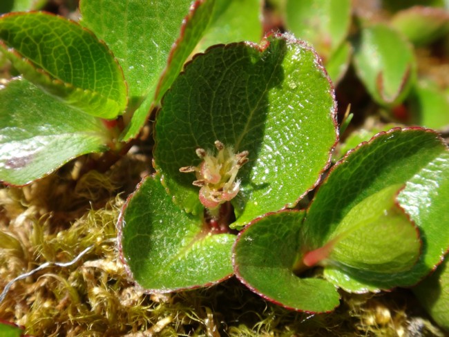 61b-Salix herbacea ♂.jpg