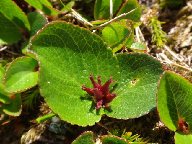 62b-Salix herbacea ♀.jpg