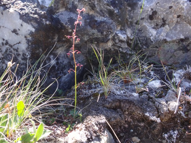 65b-Thalictrum alpinum.jpg