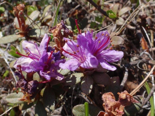 69b-Rhododendron lapponicum.jpg