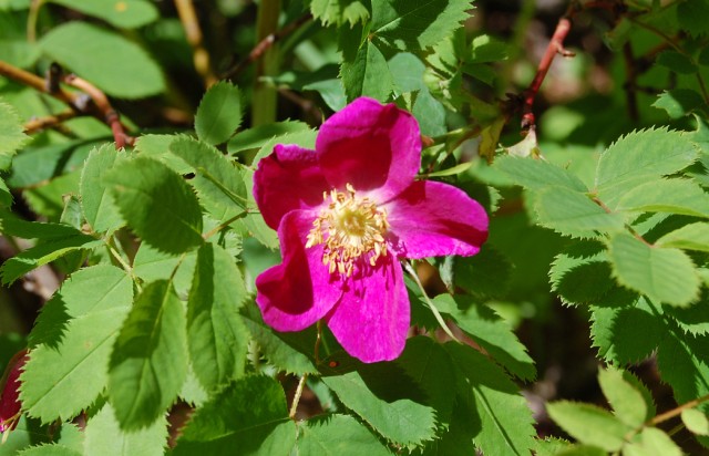 Rosa pendulina 1 [640x480].jpg