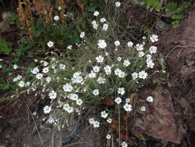 77b-Cerastium alpinum.jpg