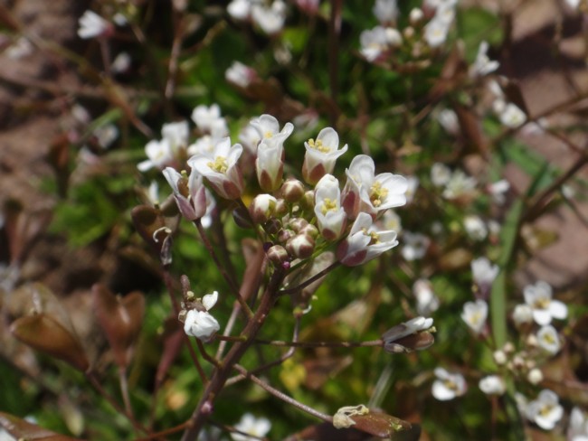 80b-Capsella bursa-pastoris.jpg