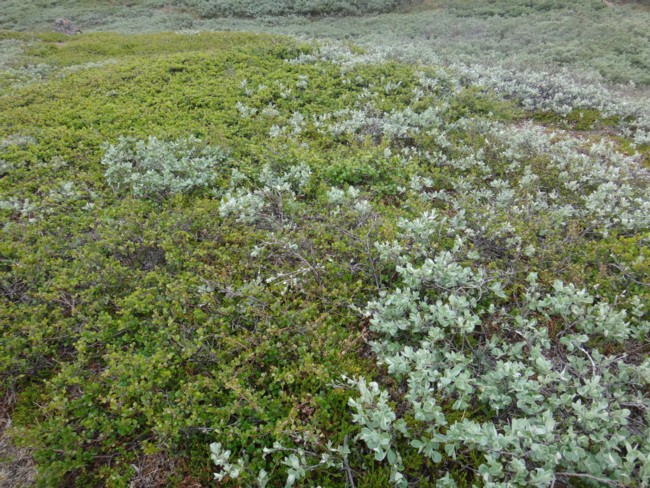 86b-Salix glauca + Betula nana.jpg