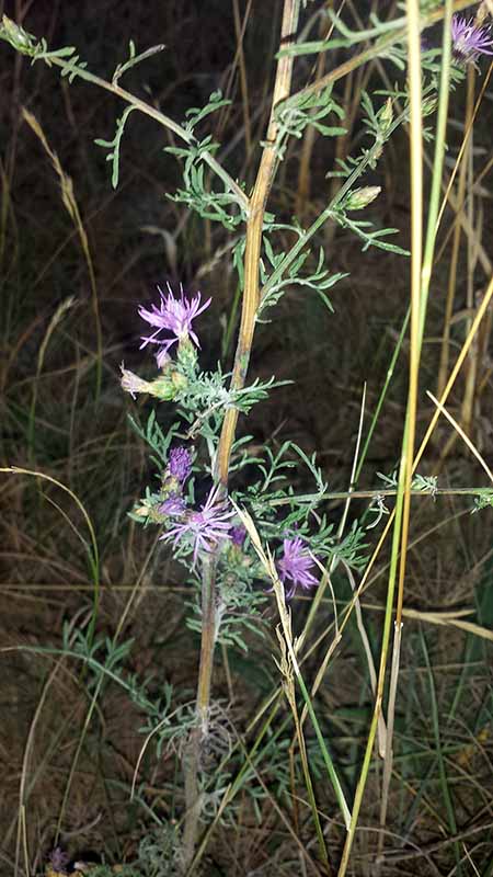 Centaurea cf diffusa-1aPort-Lezignan-08 2017-ALG.jpg