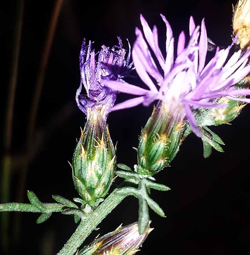 Centaurea cf diffusa-3aFl-Lezignan-08 2017-LG.jpg