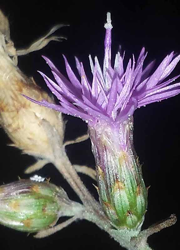 Centaurea cf diffusa-3bFl-Lezignan-08 2017-ALG.jpg