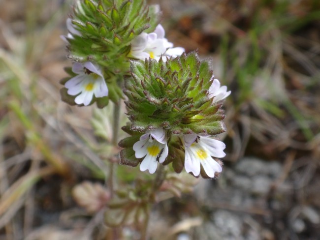 92b-Euphrasia frigida.jpg