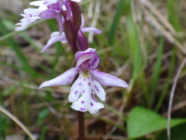 94b-Galearis rotundifolia.jpg