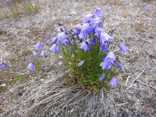 96b-Campanula giesekiana.jpg