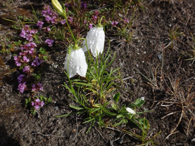 97b-Campanula giesekiana.jpg