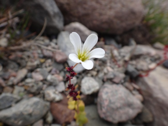 103b-Saxifraga cernua.jpg