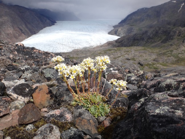 104b-Saxifraga paniculata.jpg