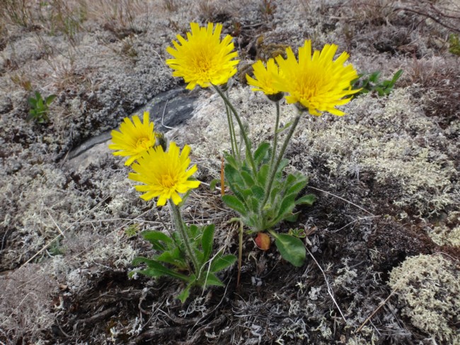 106b-Hieracium alpinum.jpg