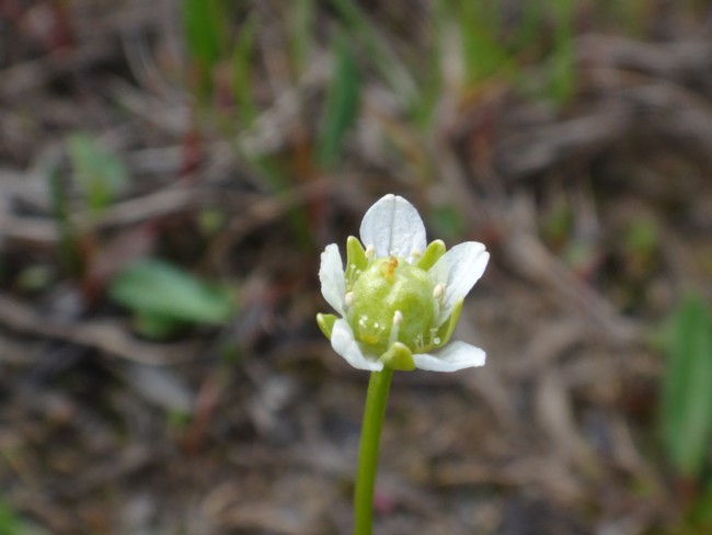 107b-Parnassia kotzebuei.jpg