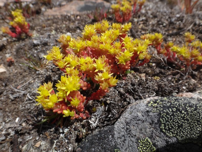 108b-Sedum annuum.jpg