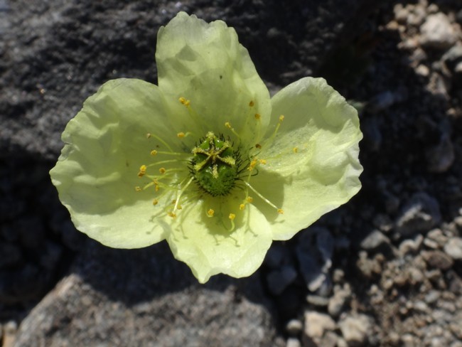 109b-Papaver radicatum.jpg