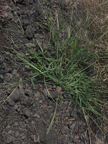 Miscanthus sinensis.jpg