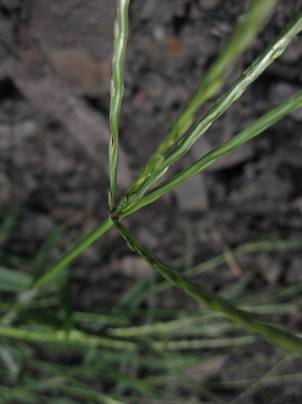 Miscanthus.jpg