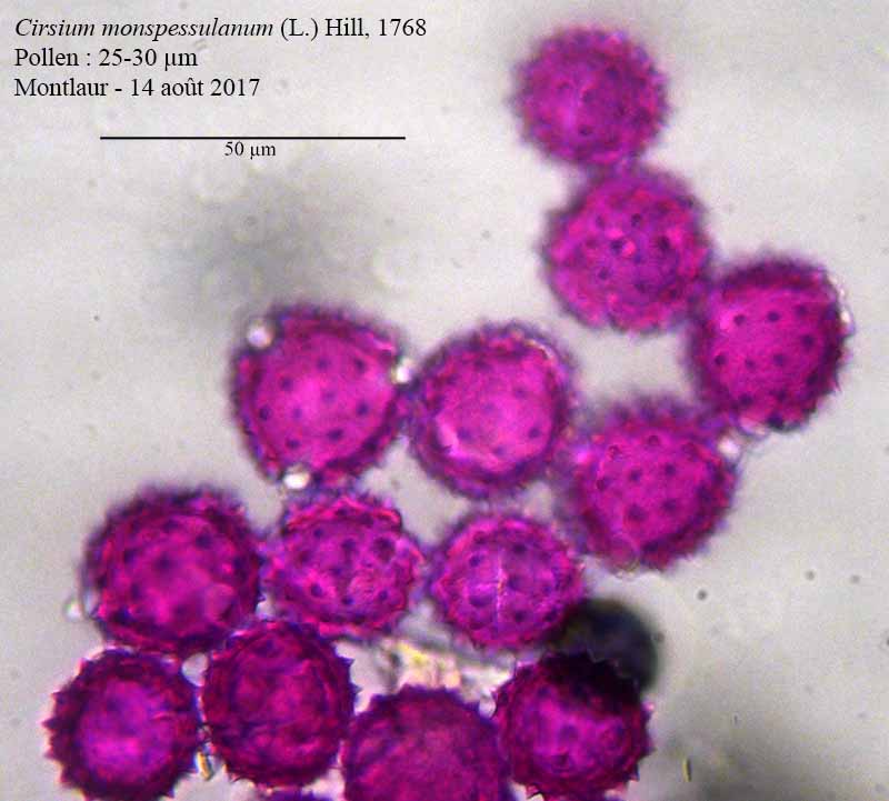 Cirsium monspessulanum-4a-Montlaur-14 08 2017-LG.jpg