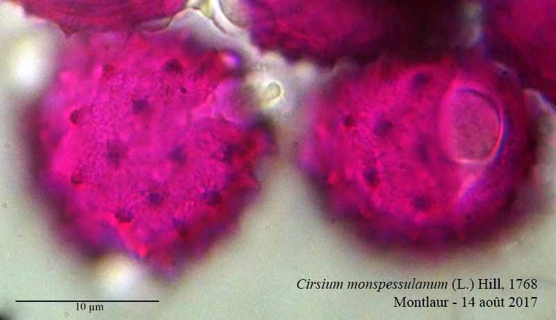 Cirsium monspessulanum-4b-Montlaur-14 08 2017-LG.jpg