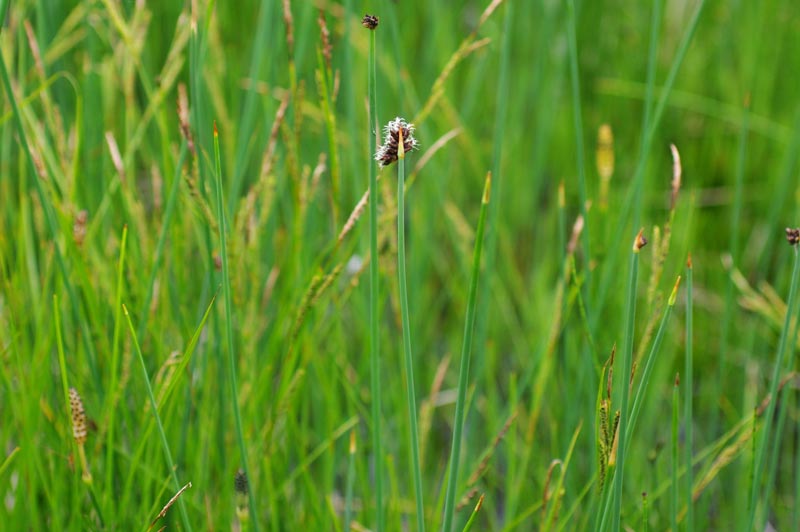 Tige &amp; inflorescence