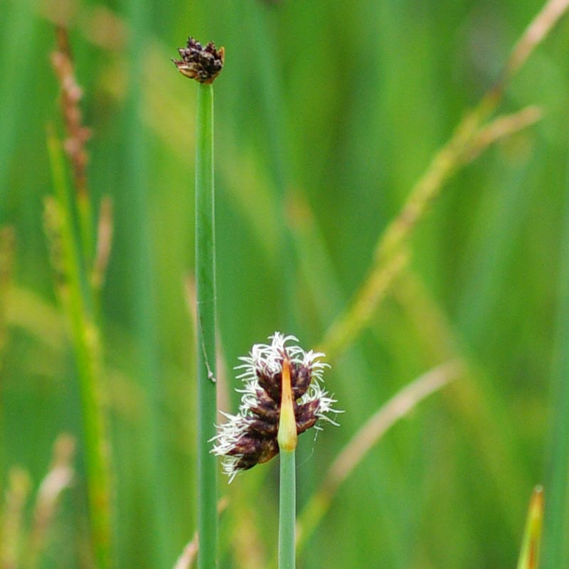 Inflorescence