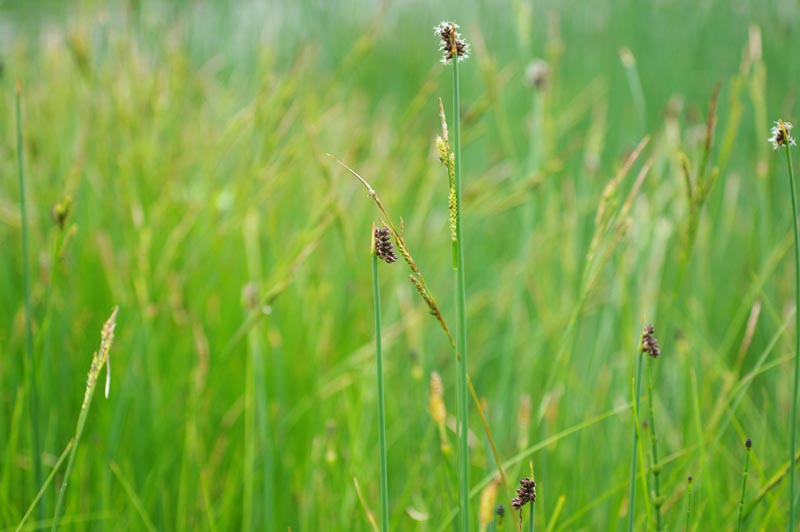 Tige &amp; inflorescence