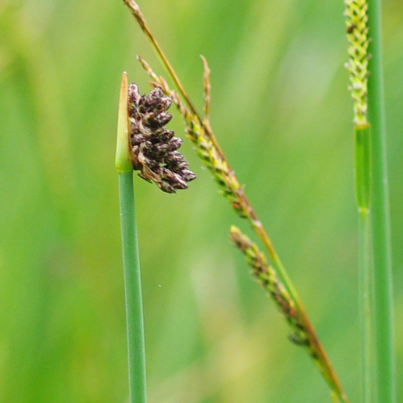 Inflorescence